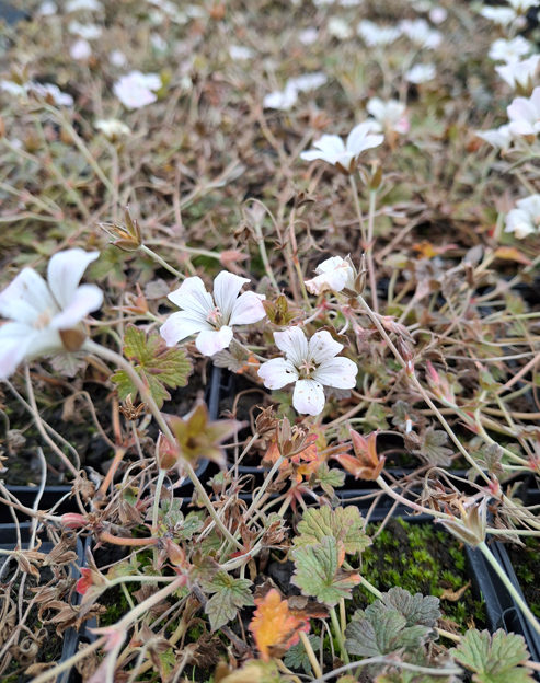 Geranium cinereum `Rothbury Red`